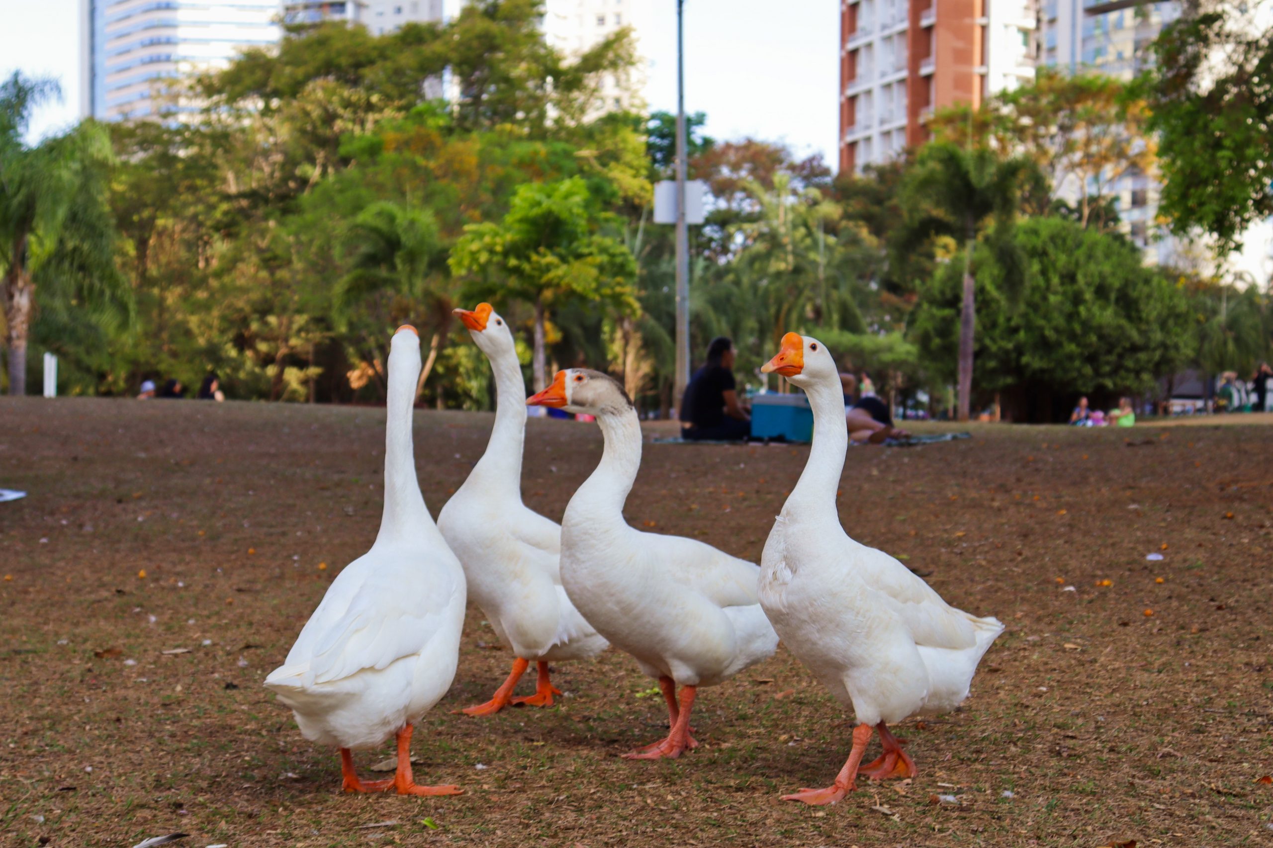 Gansos no Parque Flamboyant, em Goiânia. Foto: Luanna Mendes.